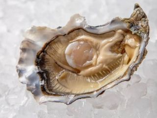 УСТРИЦЯ FINE DE CLAIRE#0