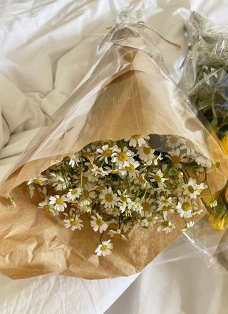 გვირილები