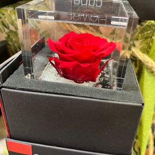 Rosa eterna pequeña Flower cube roja y de colores en caja de metacrilato