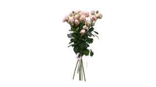 5 ჯუჯა ვარდი