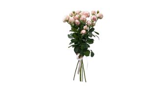 5 ჯუჯა ვარდი