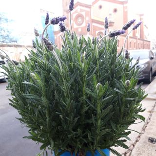 Lavanda