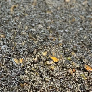 Arroz Negro (1 Ración)