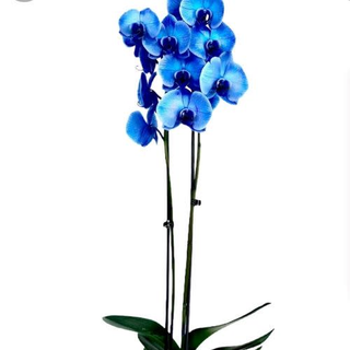 Orquídea Azul de 2 tallos