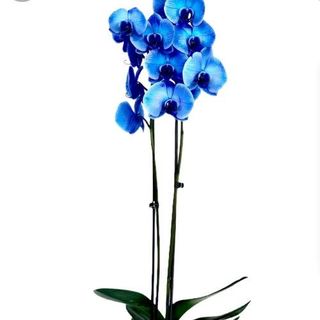 Orquídea Azul Dos Tallos