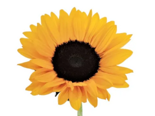 Girasole singolo