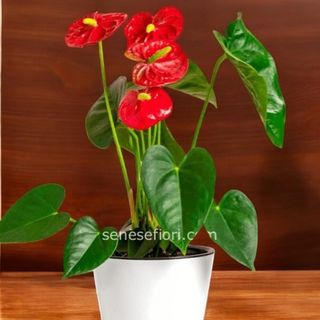 pianta Mini Anthourium vaso ceramica 