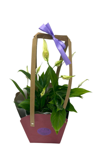 Crinul păcii - Spathiphyllum