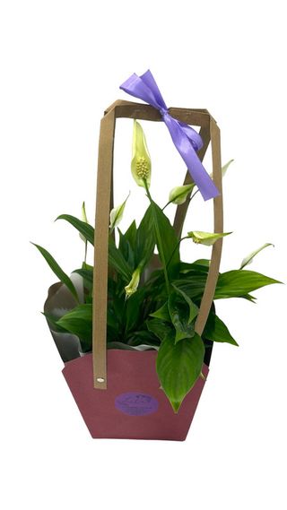 Crinul păcii - Spathiphyllum