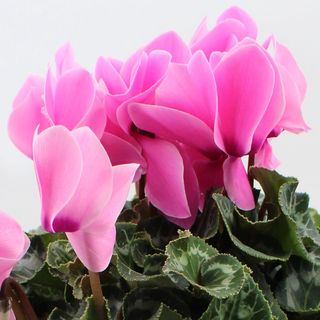 Ciclamini rosa/bianco 