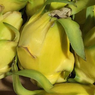 Pitahayas Amarillas