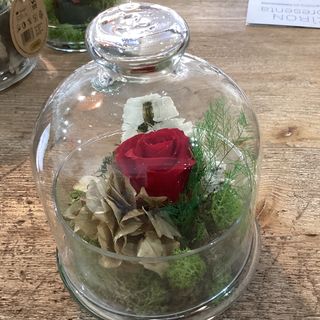 Cúpula rosa roja pequeña preservada 