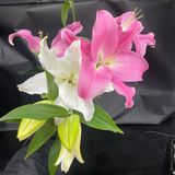 Lirio Asiático Grande