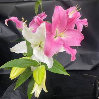 Lirio Asiático Grande