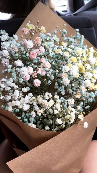 ფერადი გიფსოფილა