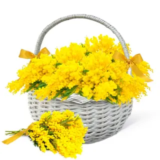 2 in Uno ( 2 regali in 1 ordine )Cesto di mimosa +Mazzetto di mimosa 