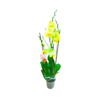 Vaso Orquídea Phalaenopsis Amarela