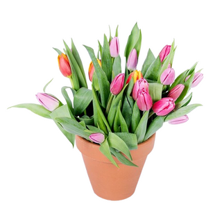 Tulipany w doniczce