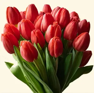 20 tulipani rosso