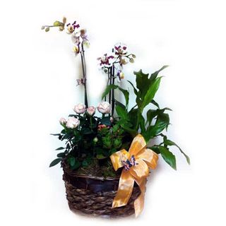 Aranjament plante in cos