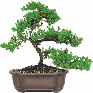 Bonsai