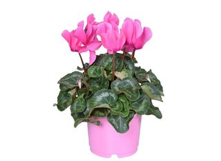 Циклама розова | 1 pieces