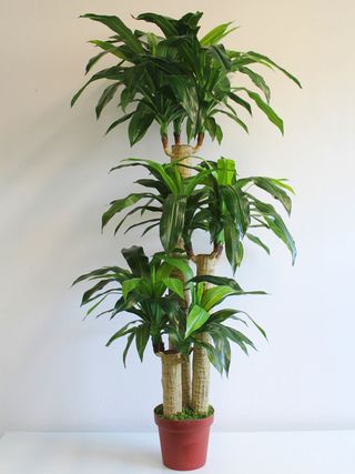 TRONCHETTO DELLA FELICITÀ GRANDE 