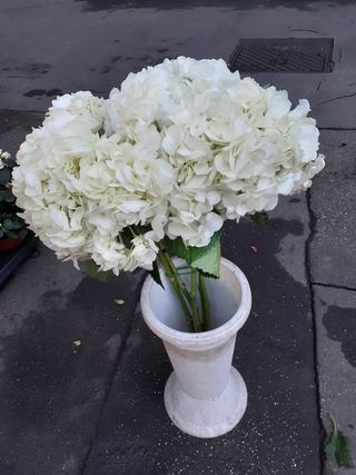 Ortensia bianco