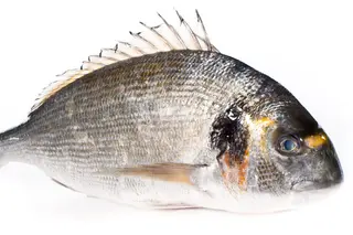 Dorade royale