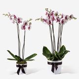 Orhidee punctată cu 2 ramuri