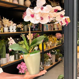 Orchidée Unique artificielle