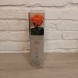 Rosa Naranja Eterna
