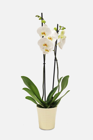 Orchidea bianca