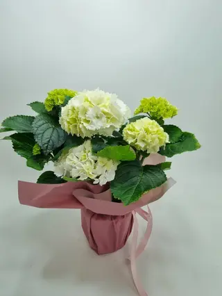 ghiveci hortensie