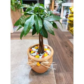 Pahira u terakota ćupu