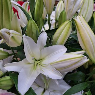 Lilium Oriental Blanco