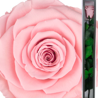 Wieczna Róża różowa długa 