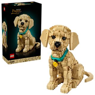 Cățeluș Golden Retriever - 11384