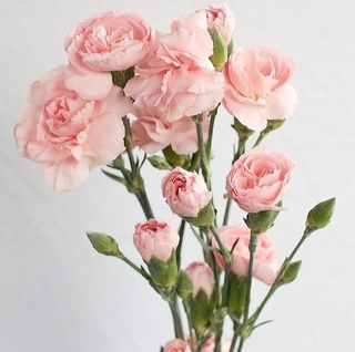 Bukiet z dowolnej ilości Goździków gałazkowych różowych 