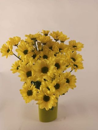 Yellow daisy 