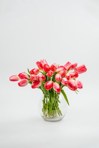 Just Tulips (Rosu)