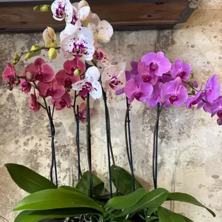 Orchidea colorata