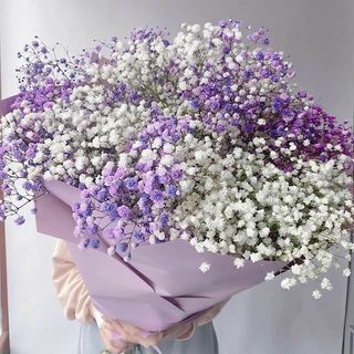 თეთრი და იისფერი გიფსოფილა