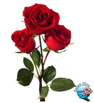 3 rose rosse