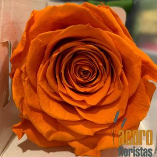 Rosa Eterna Naranja 