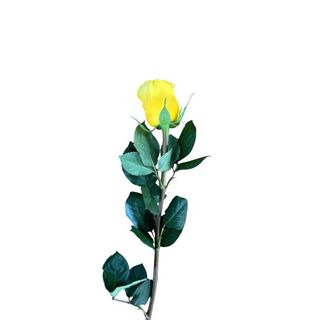 Rosa gialla gambo medio