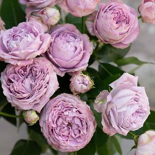 Троянда спрей Блоссом Баблс 