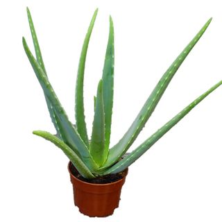 PLANTA ALOE VERA