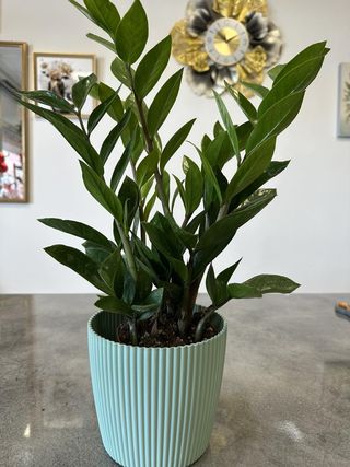 Sobna biljka Zamioculcas Zamiifolia