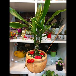 Dracena u terakota ćupu